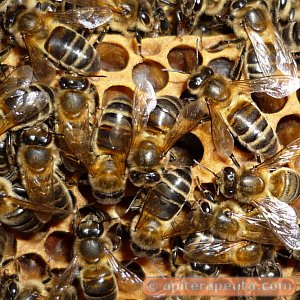 abejas para apiterapia HD